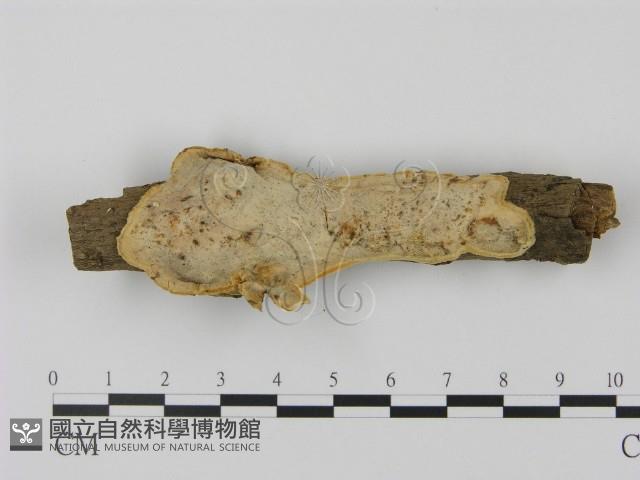 登錄號:F0000483藏品圖，第1張