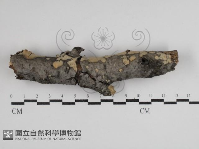 登錄號:F0030483藏品圖，第1張