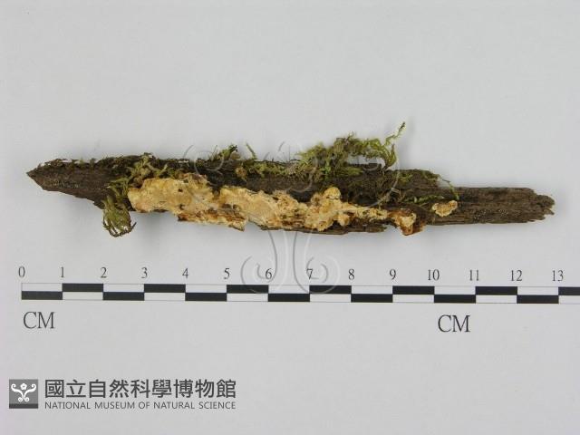 登錄號:F0006483藏品圖，第1張