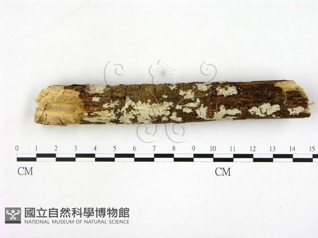 刺皮菌屬藏品圖，第1張