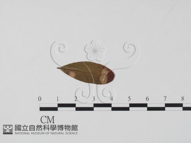 登錄號:F0011483藏品圖，第1張
