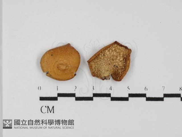 登錄號:F0031483藏品圖，第1張