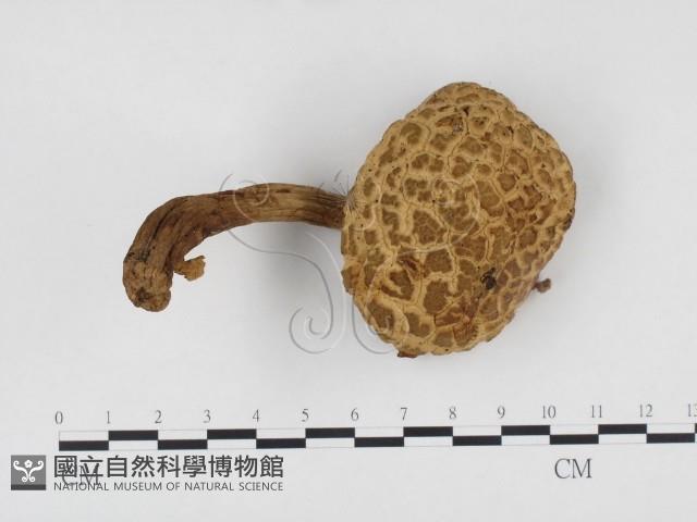 登錄號:F0024483藏品圖，第1張