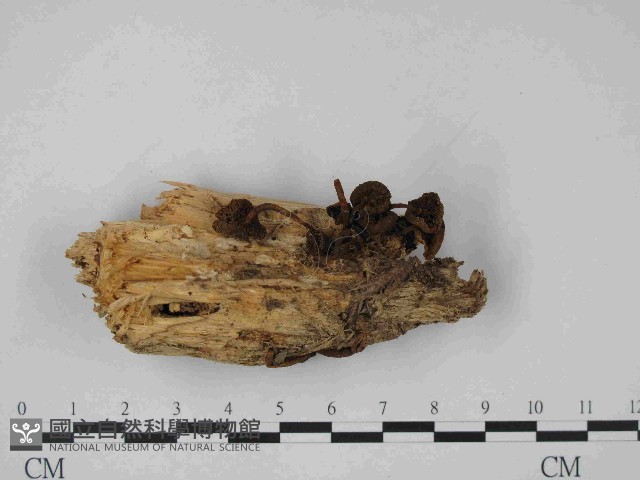 登錄號:F0014483藏品圖，第1張