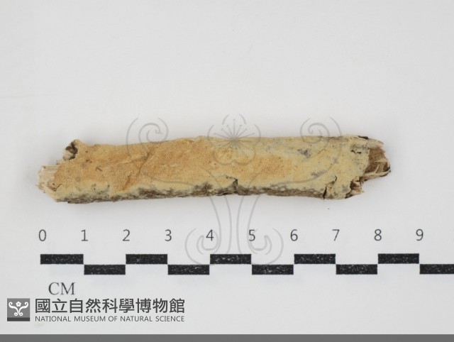 登錄號:F0034483藏品圖，第1張