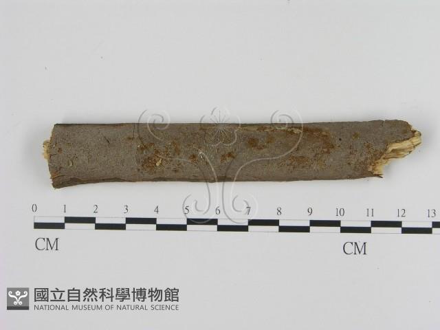 登錄號:F0002483藏品圖，第1張