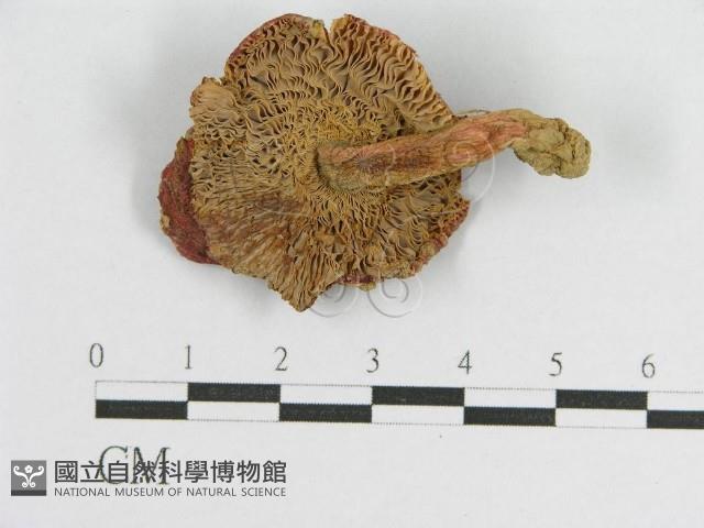 登錄號:F0012483藏品圖，第1張