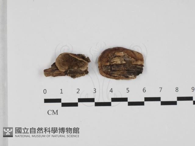 登錄號:F0032483藏品圖，第1張
