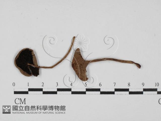 鬼傘屬藏品圖，第1張