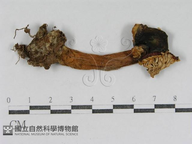 登錄號:F0007483藏品圖，第1張