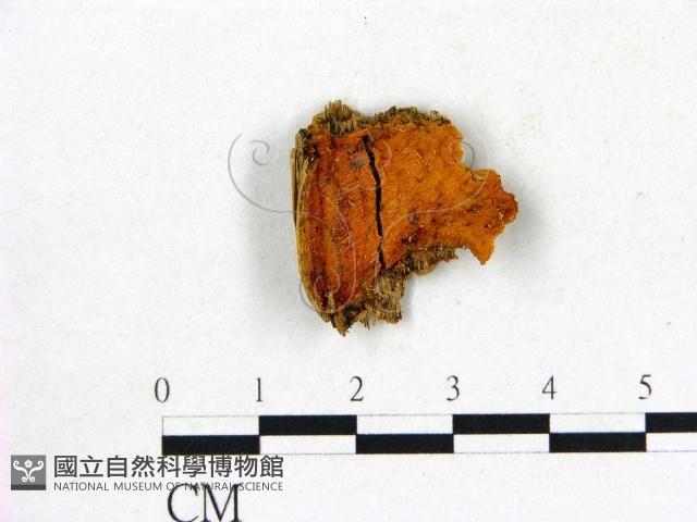 登錄號:F0017483藏品圖，第1張