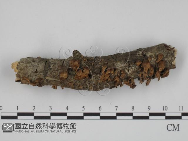 登錄號:F0005483藏品圖，第1張