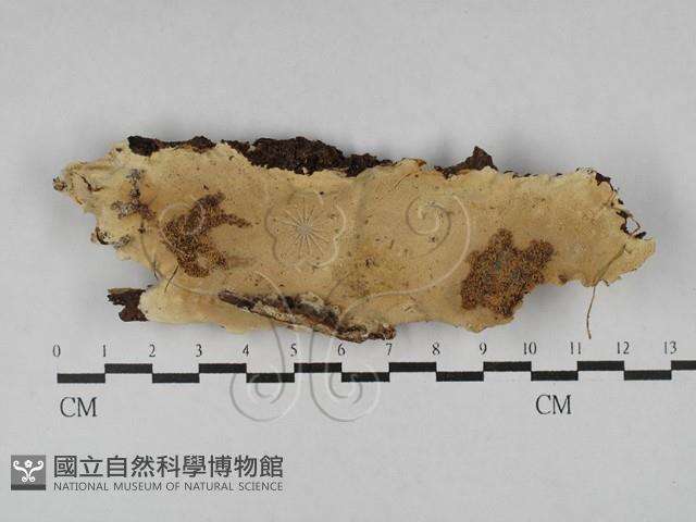 多年臥孔菌屬藏品圖，第1張