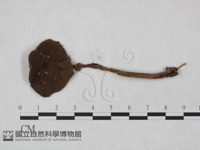 登錄號:F0023483藏品圖，第1張