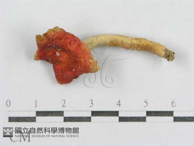 紅菇屬藏品圖，第1張