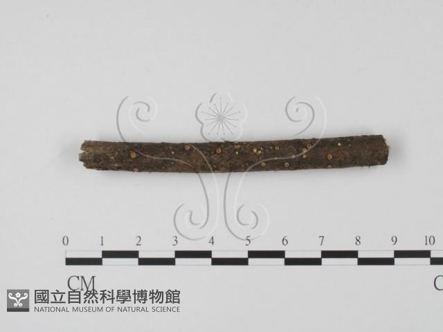 登錄號:F0013483藏品圖，第1張
