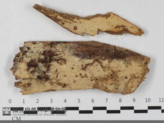 絲皮菌屬藏品圖，第1張