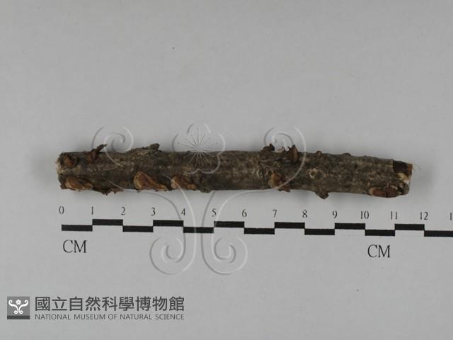 登錄號:F0028783藏品圖，第1張