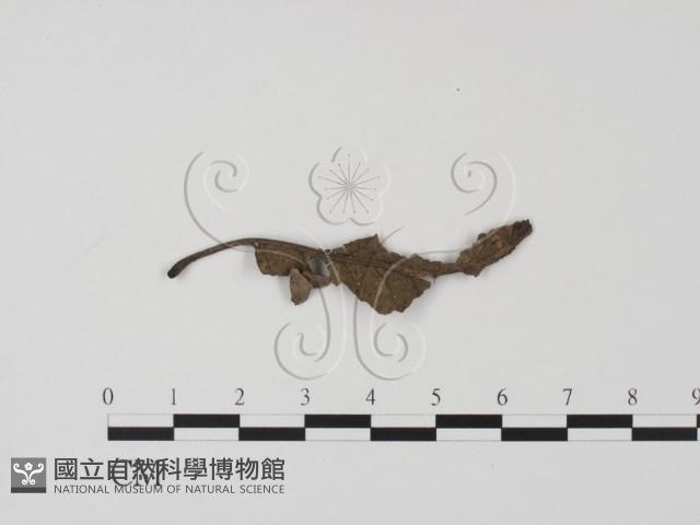 登錄號:F0020783藏品圖，第1張