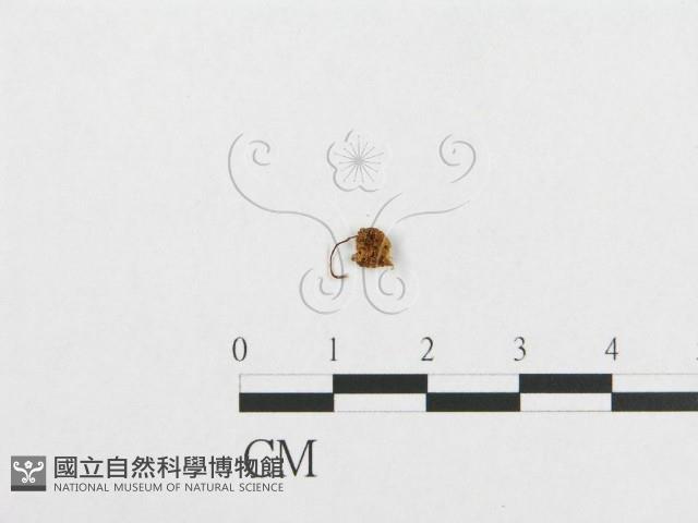 登錄號:F0010783藏品圖，第1張