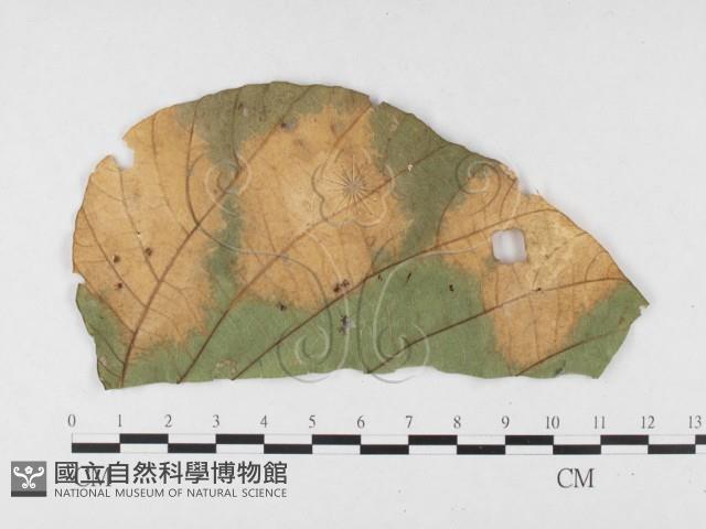 登錄號:F0026783藏品圖，第1張