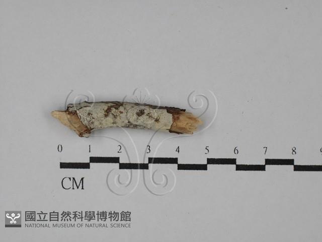 登錄號:F0016783藏品圖，第1張