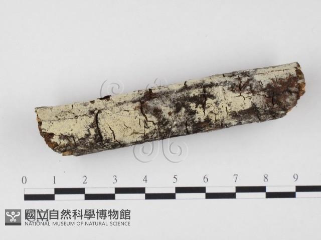 冇骨消絲齒菌藏品圖，第1張