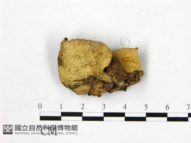 登錄號:F0001783藏品圖，第1張