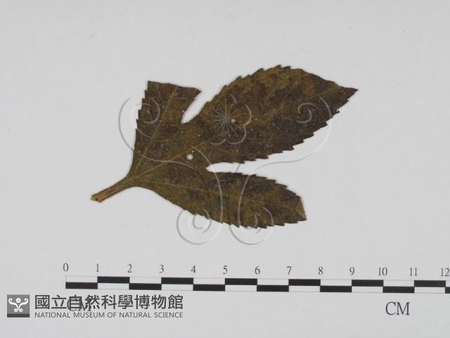 登錄號:F0011783藏品圖，第1張