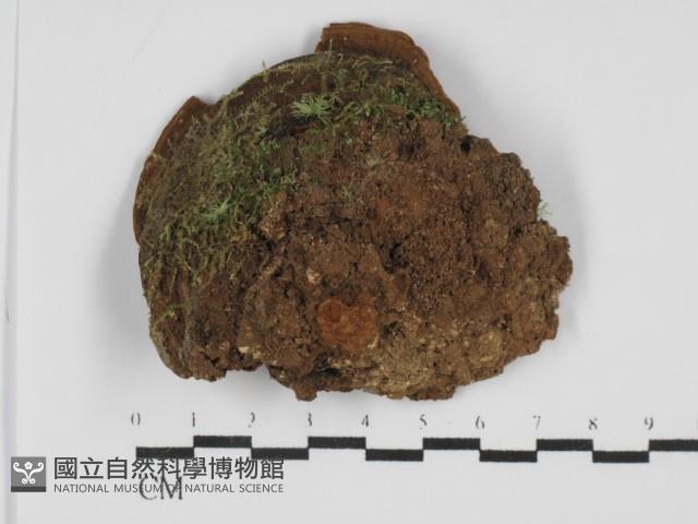 木層孔菌屬藏品圖，第1張