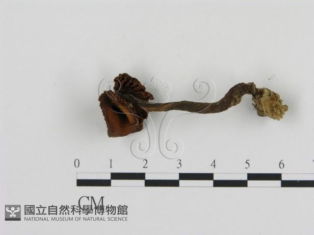 登錄號:F0004783藏品圖，第1張