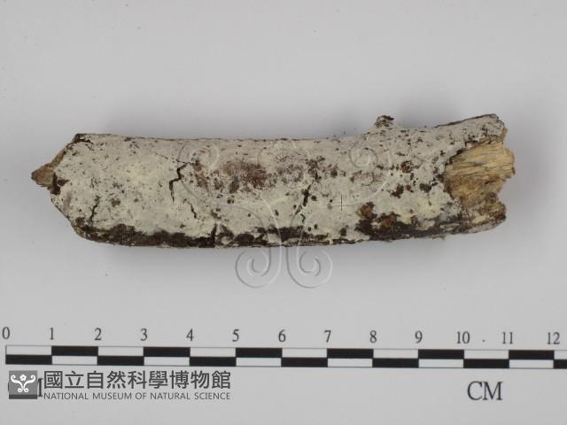 粗糙孢菌屬藏品圖，第1張