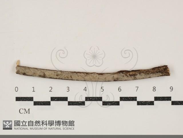 絲皮菌屬藏品圖，第1張