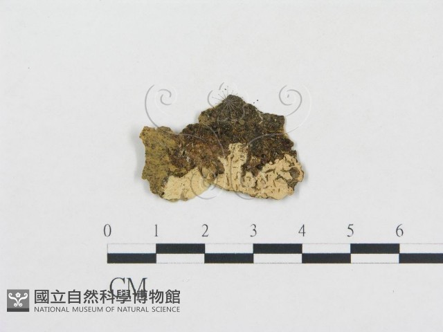 登錄號:F0002783藏品圖，第1張