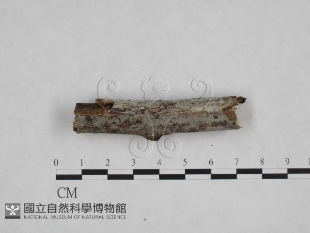 登錄號:F0012783藏品圖，第1張