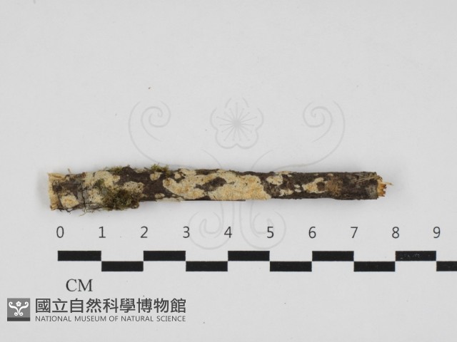 登錄號:F0032783藏品圖，第1張