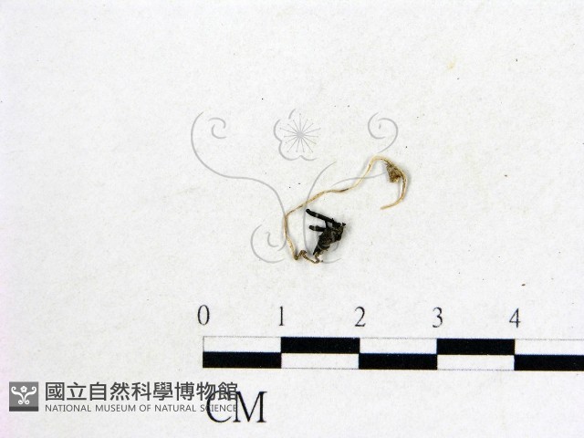 蟲草屬藏品圖，第1張