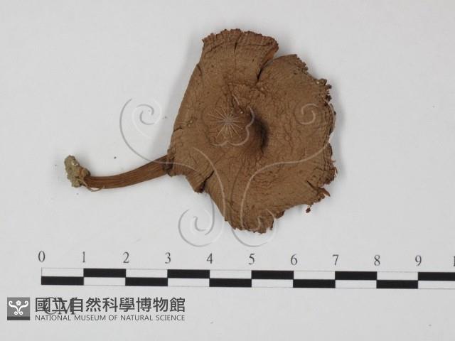 登錄號:F0025783藏品圖，第1張