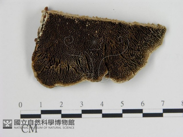 登錄號:F0005783藏品圖，第1張