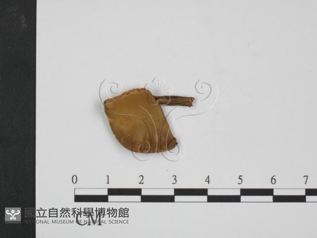 登錄號:F0009783藏品圖，第1張