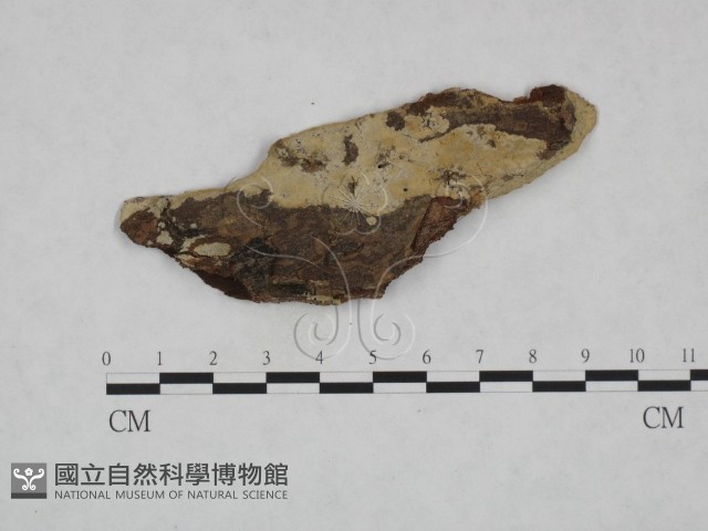 登錄號:F0023783藏品圖，第1張