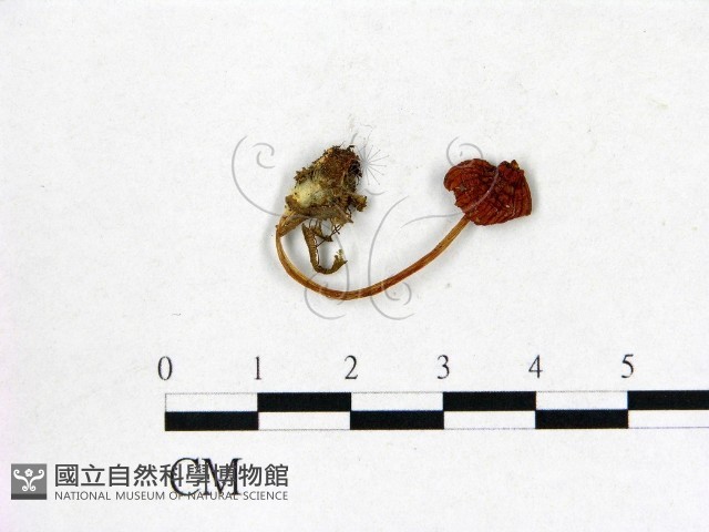 登錄號:F0003783藏品圖，第1張