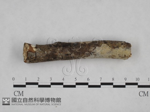 登錄號:F0013783藏品圖，第1張