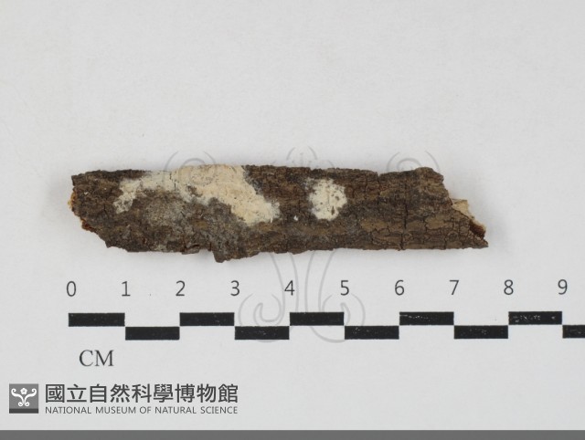 登錄號:F0033783藏品圖，第1張