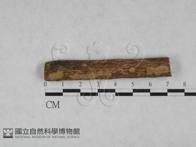 刺革菌屬藏品圖，第1張