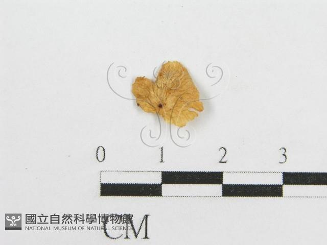 微皮傘屬藏品圖，第1張