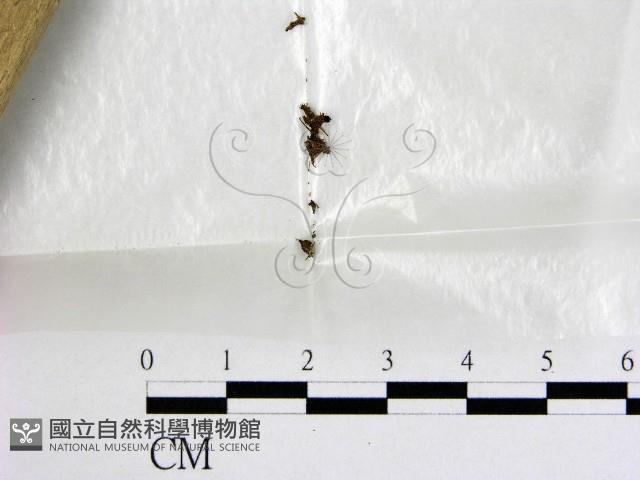 登錄號:F0000583藏品圖，第1張
