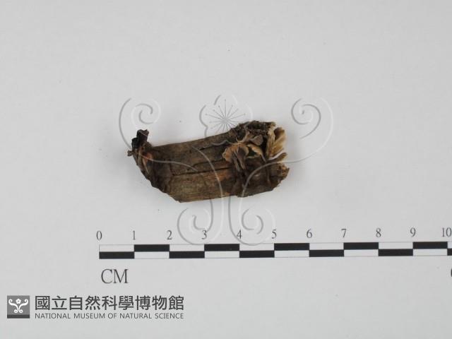 登錄號:F0010583藏品圖，第1張