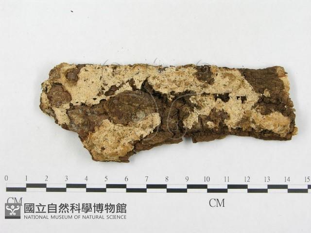登錄號:F0006583藏品圖，第1張
