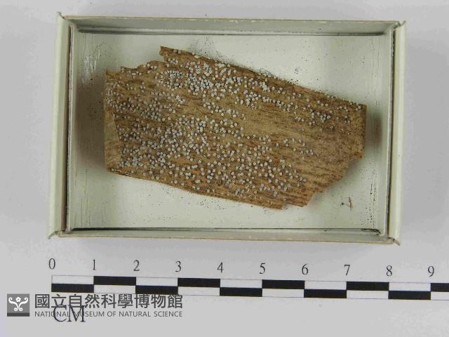 登錄號:F0021583藏品圖，第1張